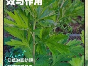 久久青草热;久久青草热，是一种怎样的体验？