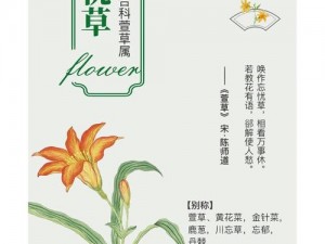 4681 忘忧草：天然植物精华，助眠安神，让你忘却烦恼