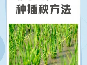 100 种插秧方法，让你的种植更轻松高效