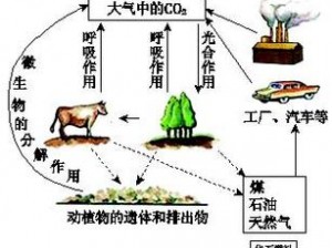 缺氧碳循环与氧气循环的生成吸收分析：探寻碳氧循环机制中的关键要素与相互作用