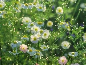 野花视频在线观看视频在线播放1_野花视频在线观看视频在线播放 1，精彩内容不断，让你一次看个够