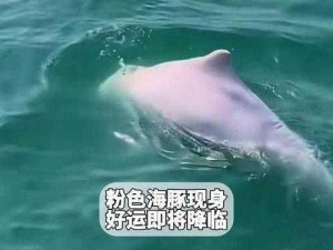 广东南澳岛惊现稀世粉红海豚群：粉红使者携祥和游弋碧波之上