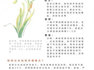 奶牛镇春花季探索：探寻水仙花盛开的时间奥秘