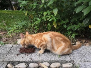 猫猫饿了探险闯关攻略：观察技巧与注意事项全解析