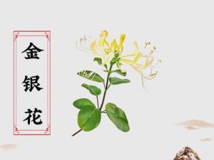 极致沉迷 TXL 金银花：探索性教育的奥秘