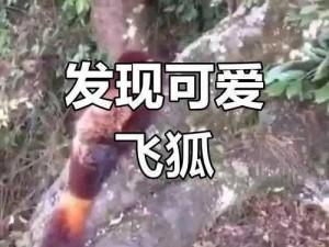 关于四川乐山新发现野生飞狐的神秘奇遇报道