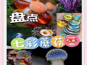 蘑菇黑料爆料网站(蘑菇黑料爆料网站：深挖背后的秘密)