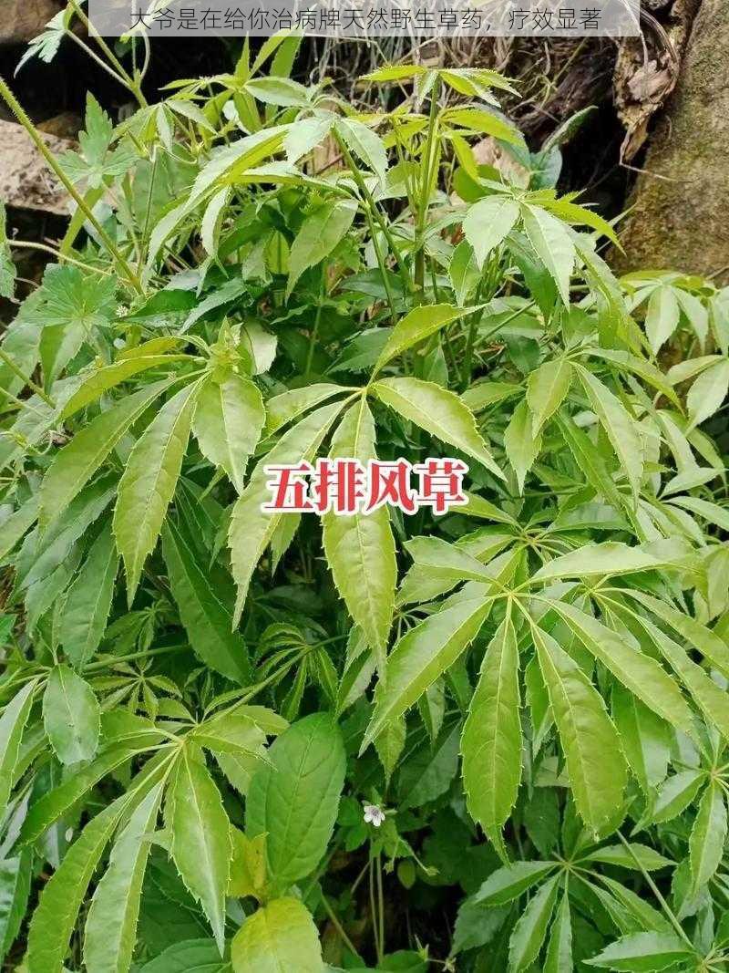 大爷是在给你治病牌天然野生草药，疗效显著