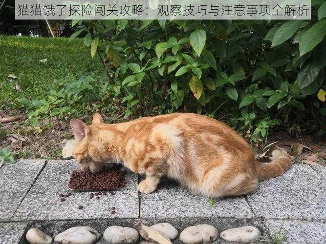 猫猫饿了探险闯关攻略：观察技巧与注意事项全解析