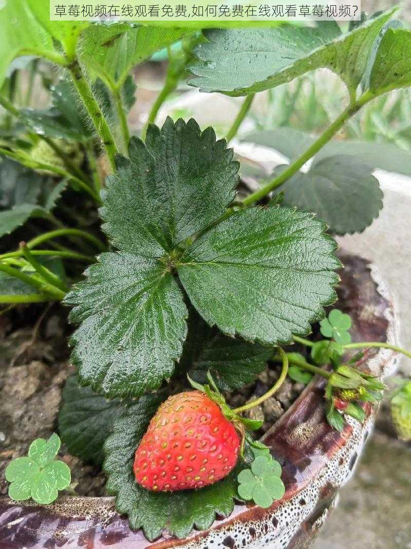 草莓视频在线观看免费,如何免费在线观看草莓视频？