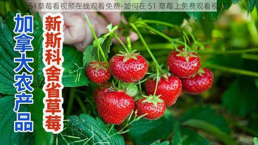 51草莓看视频在线观看免费-如何在 51 草莓上免费观看视频？