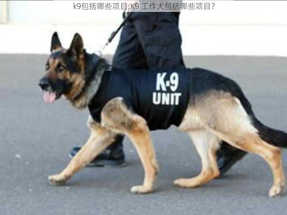 k9包括哪些项目;K9 工作犬包括哪些项目？