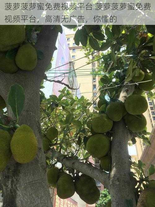 菠萝菠萝蜜免费视频平台 菠萝菠萝蜜免费视频平台，高清无广告，你懂的