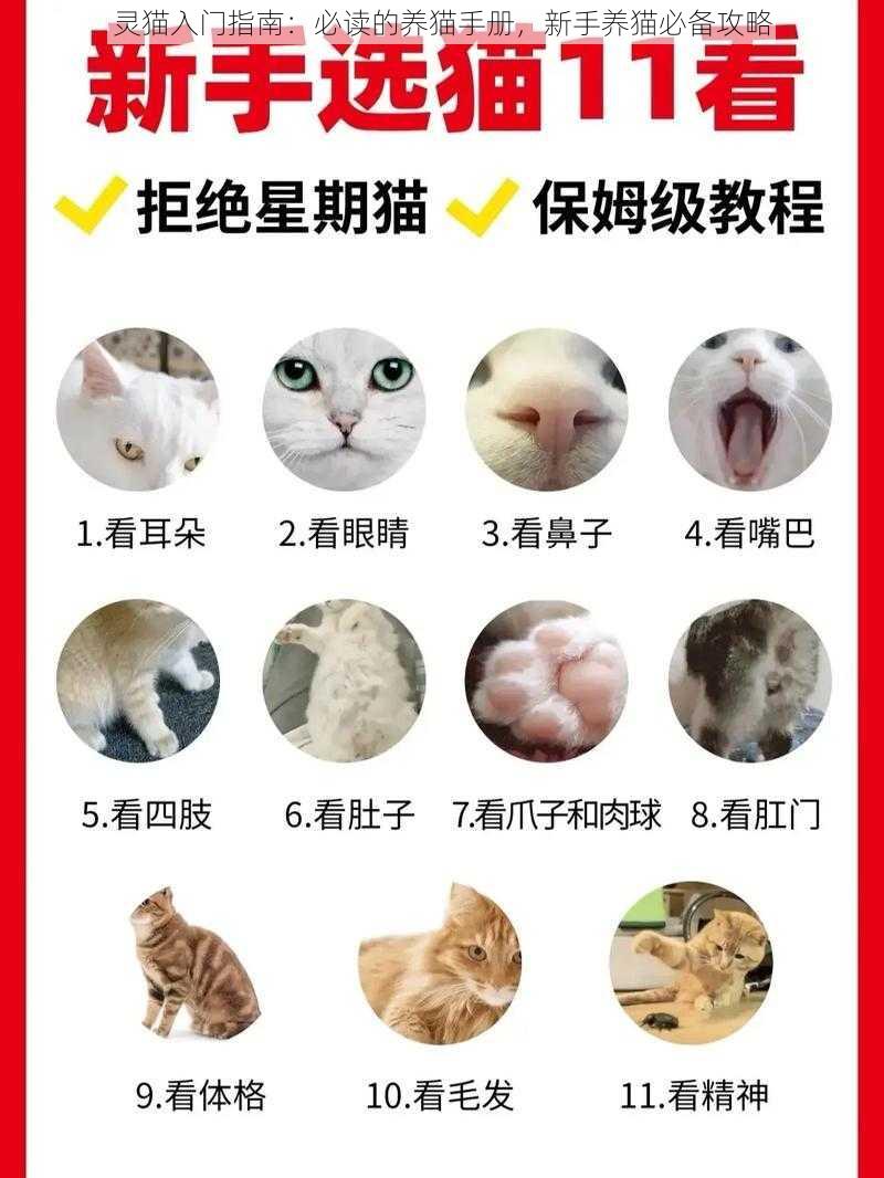 灵猫入门指南：必读的养猫手册，新手养猫必备攻略