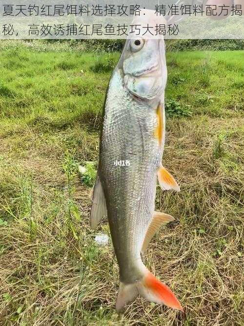 夏天钓红尾饵料选择攻略：精准饵料配方揭秘，高效诱捕红尾鱼技巧大揭秘