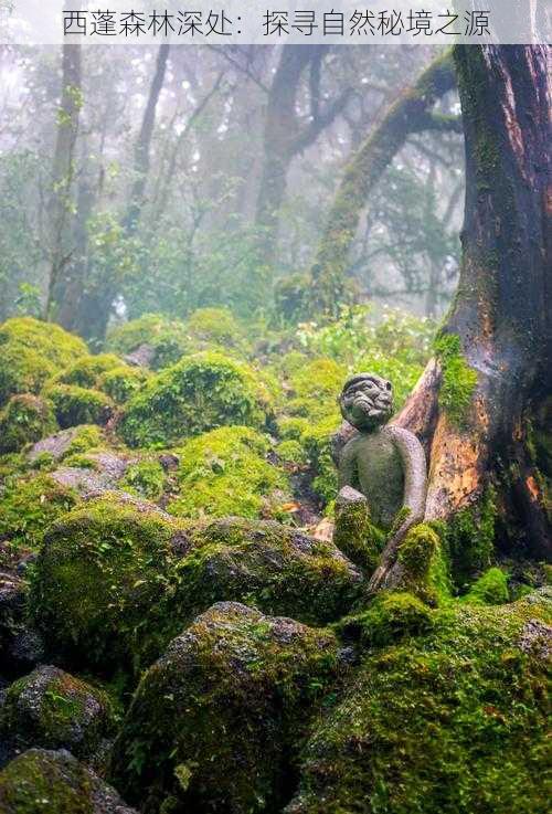 西蓬森林深处：探寻自然秘境之源