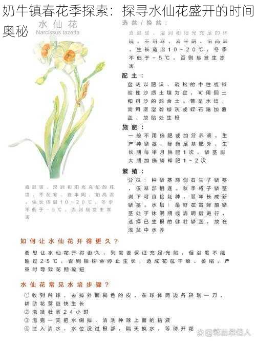 奶牛镇春花季探索：探寻水仙花盛开的时间奥秘