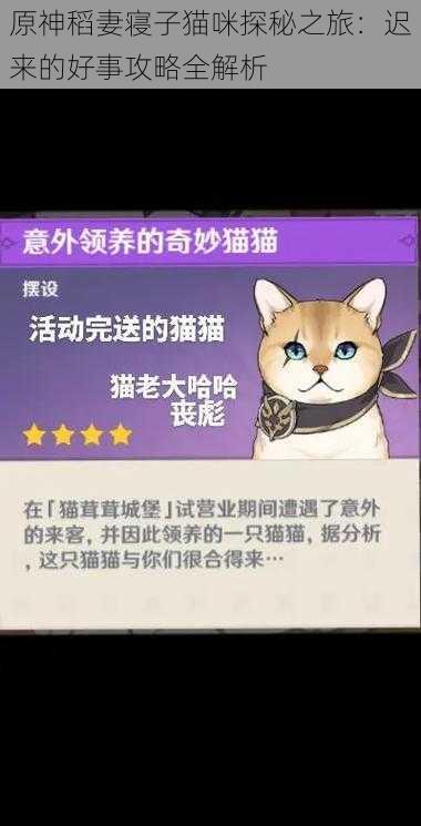 原神稻妻寝子猫咪探秘之旅：迟来的好事攻略全解析